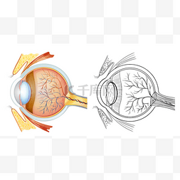 眼部解剖