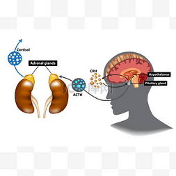 下丘脑-垂体-肾上腺 (Hpa) 轴-应力