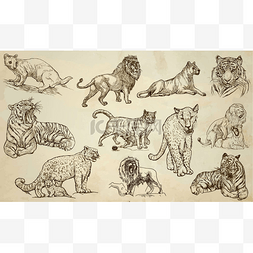 大型猫科动物图片_猫-手绘矢量包、 线条艺术
