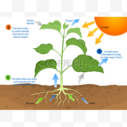 植物光合作用图片_光合作用