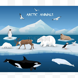 北极动物性格和背景、 冬天、 自