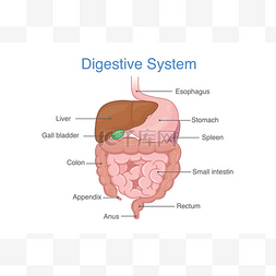 人体肠道解剖及图示描述。医疗卫