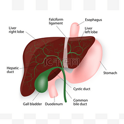 人体肝脏图图片_肝脏、 胆囊、 食道、 胃和十二指
