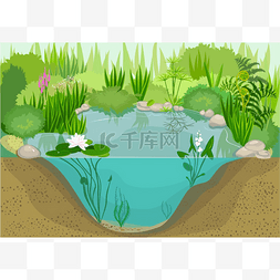 养鸭的池塘图片_养鸭子的池塘生态系统