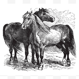 马是菲拉斯的两个现存亚种之一, 
