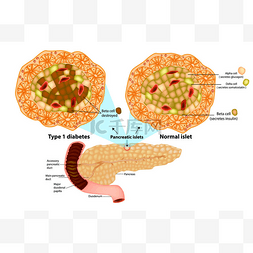 胰腺有许多胰岛, 含有胰岛素生成