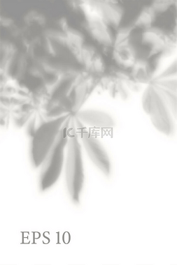 光效图片_透明的自然植物阴影。光效叠加。