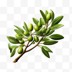 橄榄树干植物元素立体免扣图案