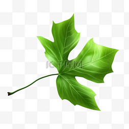植物叶子写实图片_叶子绿色植物免扣元素装饰素材