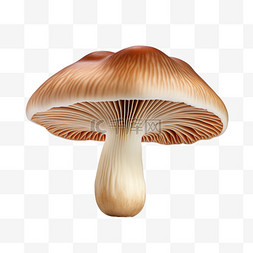 蘑菇伞菇食物免扣元素装饰素材