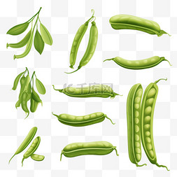 豌豆种子图片_绿豆的生命周期
