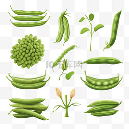 绿豆背景图片_绿豆的生命周期