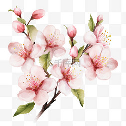 春天的象征水彩画白色背景上的樱