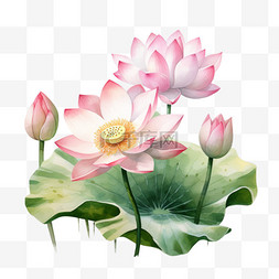 中国粉元素图片_粉红色的荷花和荷叶。水彩画插图