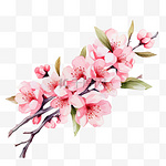 春天的象征水彩画白色背景上的樱花枝图案天然化妆品香水女士用品明信片婚礼邀请函春天的横幅