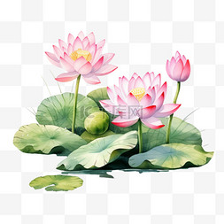 中国荷花画图片_粉红色的荷花和荷叶。水彩画插图