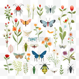 动物和花卉图片_昆虫和花卉收藏