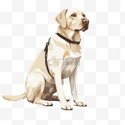 导盲犬图片_导盲犬