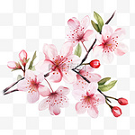 收集向量水彩画风格的樱花和枝条。三八妇女节