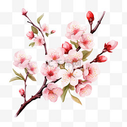 收集向量水彩画风格的樱花和枝条