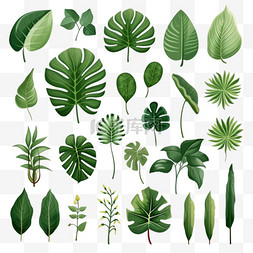 蕨类花纹图片_Gren热带树叶设计元素套装