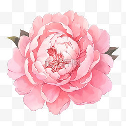 盛开的牡丹花粉红色免抠手绘元素