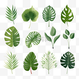 绿色棕榈树叶图片_热带树叶收藏