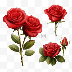 透明花叶图片_玫瑰色逼真的透明套装，红色花朵