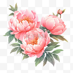 牡丹花盛开的粉红色手绘元素