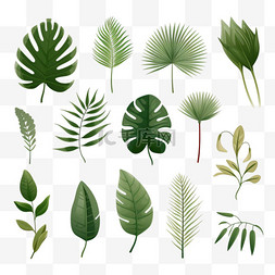 橄榄叶设计图片_Gren热带树叶设计元素套装