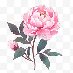 盛开的牡丹花免抠粉红色元素手绘