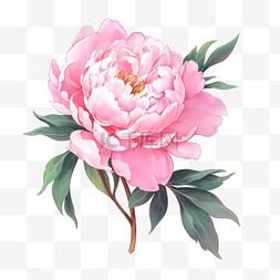 手绘牡丹花元素图片_盛开的粉红色手绘牡丹花元素