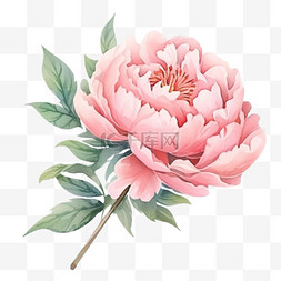 手绘粉色牡丹花图片_盛开的牡丹花粉红色手绘免抠元素