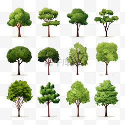树干和树枝图片_真实的树透明集，带有树叶、绿叶
