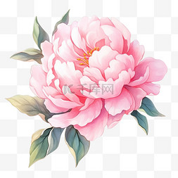 牡丹花盛开的免抠粉红色元素手绘
