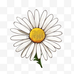 水彩白色菊花图片_飘逸美丽的白色雏菊孤花