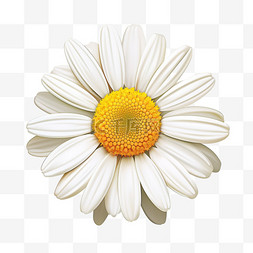 飘逸美丽的白色雏菊孤花