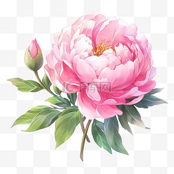 粉红色手绘盛开的牡丹花元素