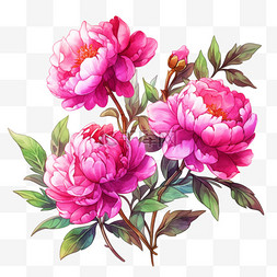 粉红色盛开牡丹花元素手绘