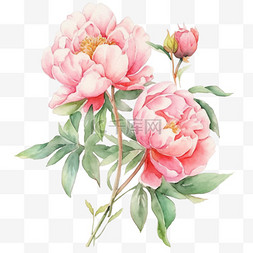 粉色盛开牡丹花手绘绿色枝叶元素