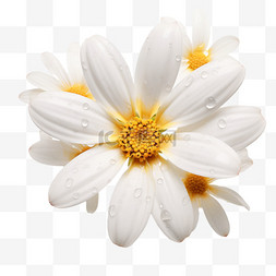 花朵花卉数字图片_重阳花卉风俗雏菊菊花赏菊纹理重