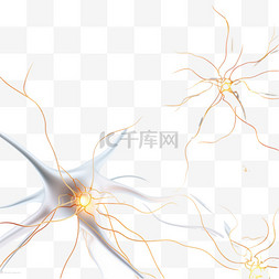 人脑神经图片_神经连接