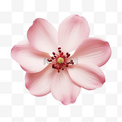 手绘菊花花朵图片_赏花重阳节手绘花蕊花朵重阳节鲜