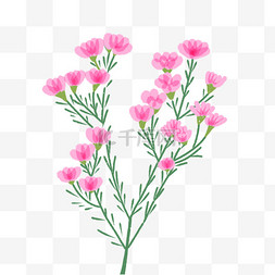 手账贴纸植物图片_粉色康乃馨鲜花矮灌木丛红花植物