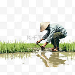 种水稻图片_白天在田里种水稻的人