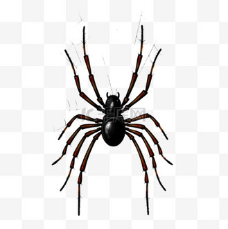 蜘蛛织网卡通手绘元素