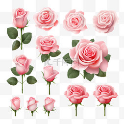花边玫瑰花图片_粉红玫瑰矢量系列
