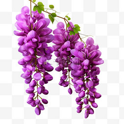 紫藤花植物盛放元素立体免扣图案