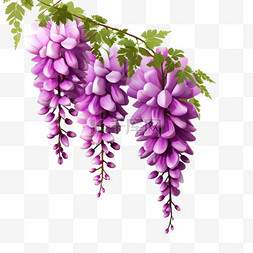 紫藤花植物效果元素立体免扣图案