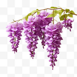 紫藤花长廊图片_紫藤ai花植物元素立体免扣图案